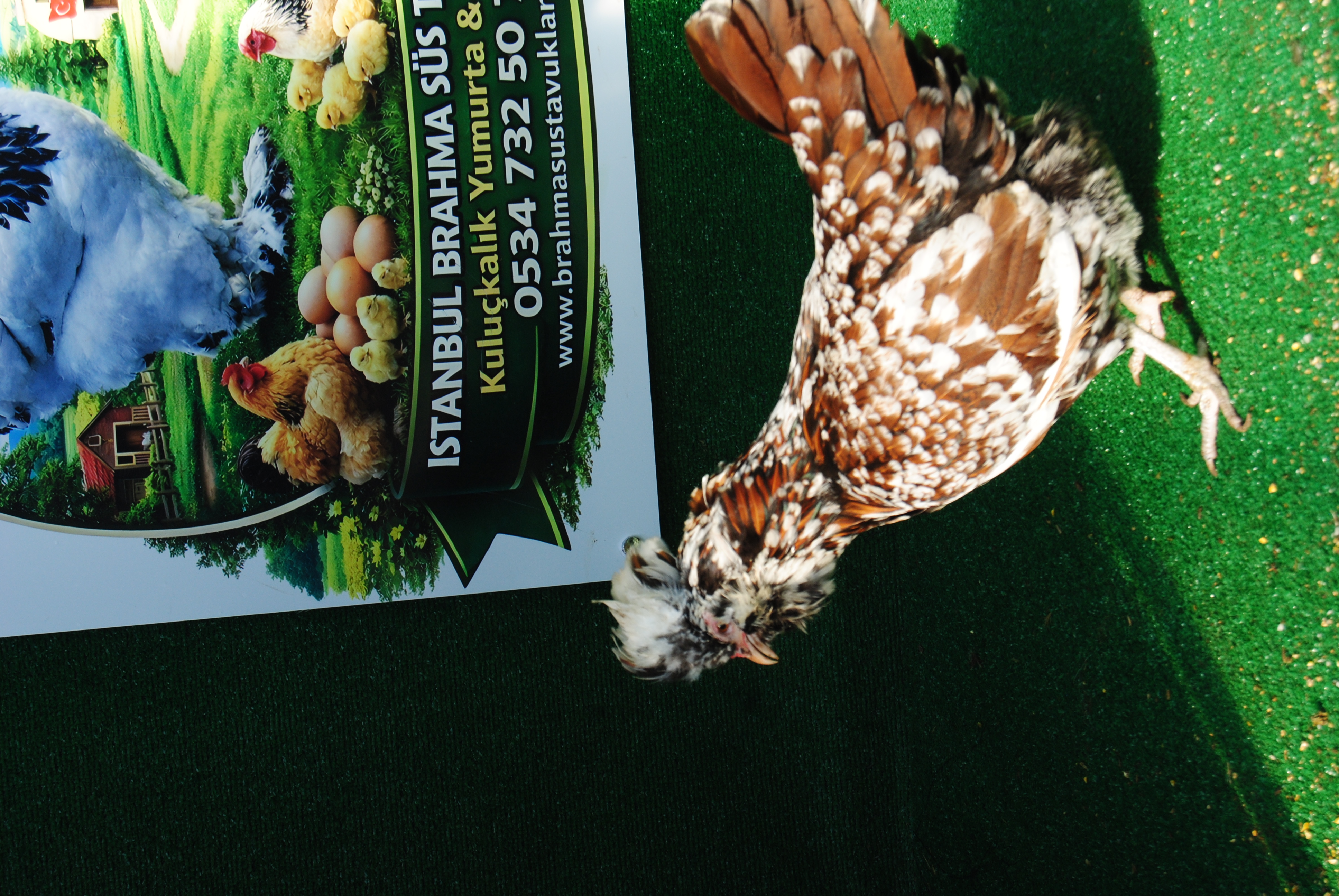 Toulbant Fizan Kuluçkalık Yumurta