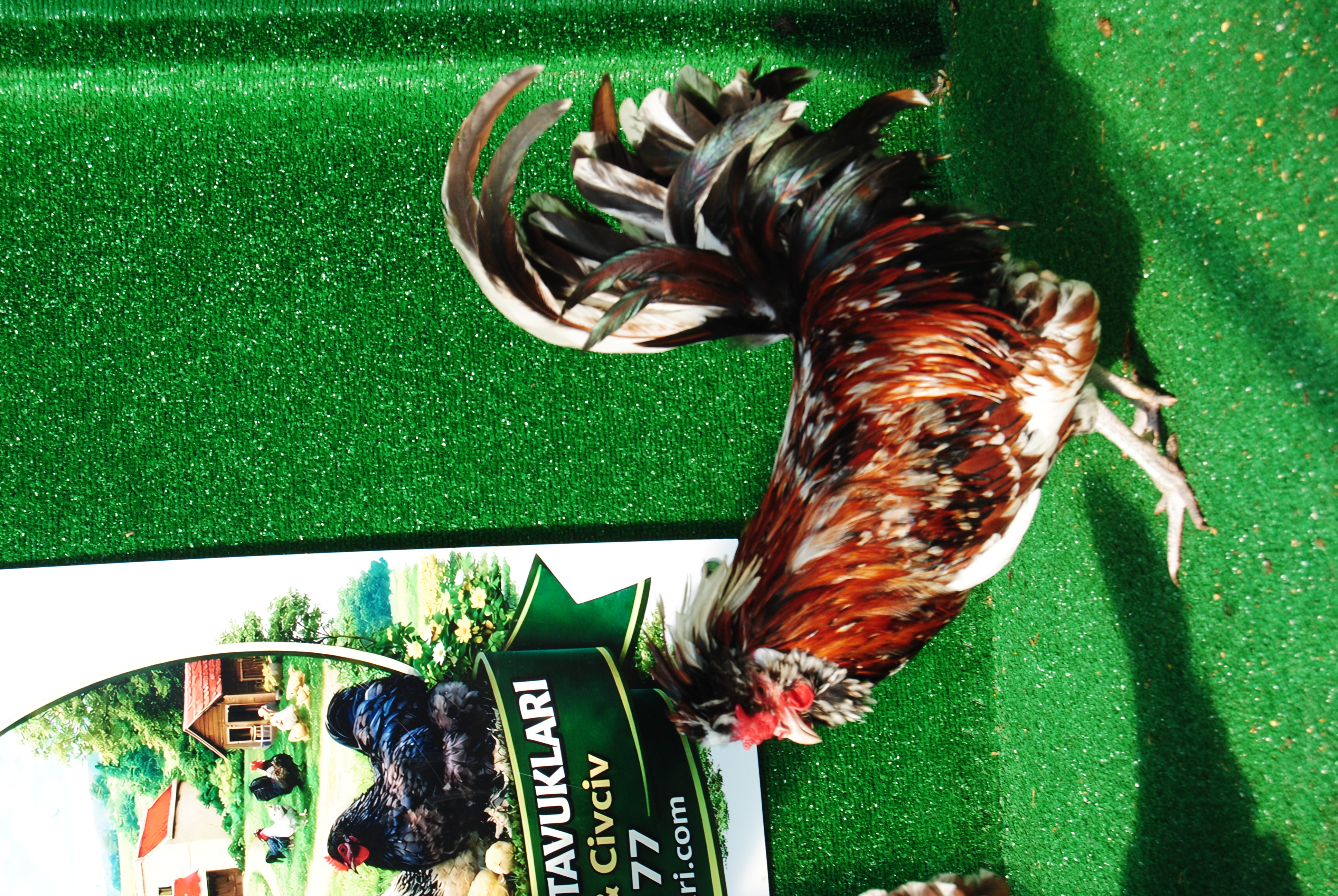 Toulbant Fizan Kuluçkalık Yumurta