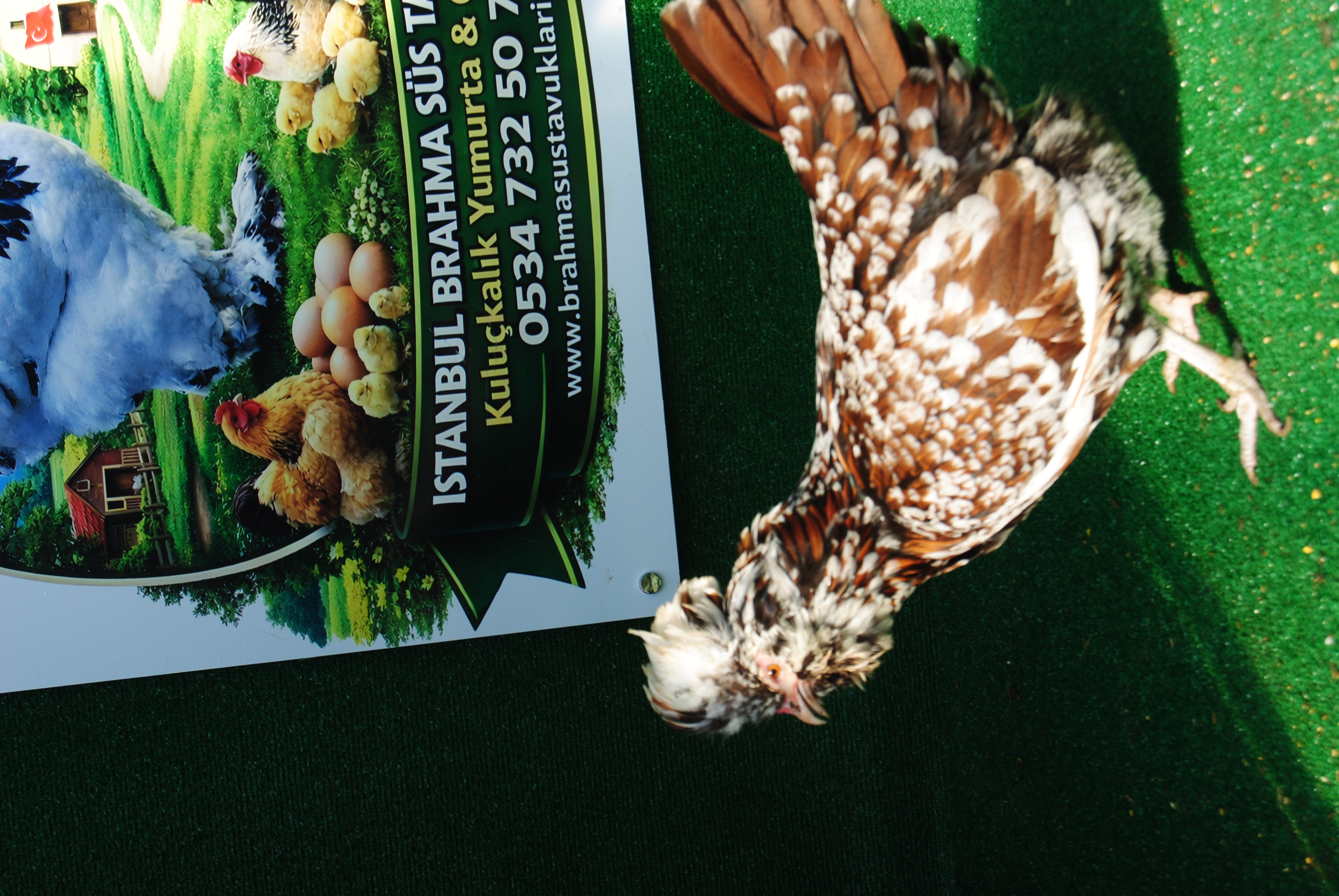 Toulbant Fizan Kuluçkalık Yumurta