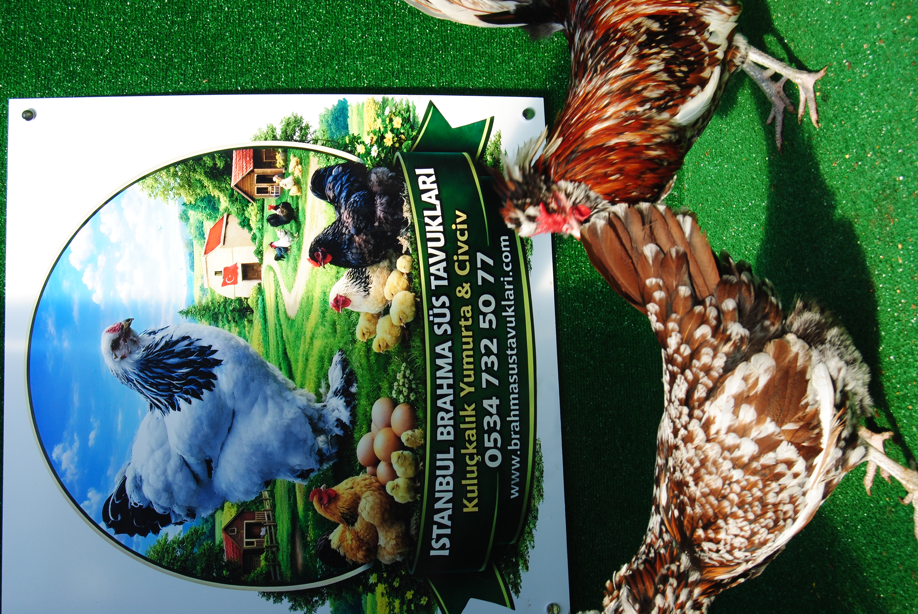 Toulbant Fizan Kuluçkalık Yumurta