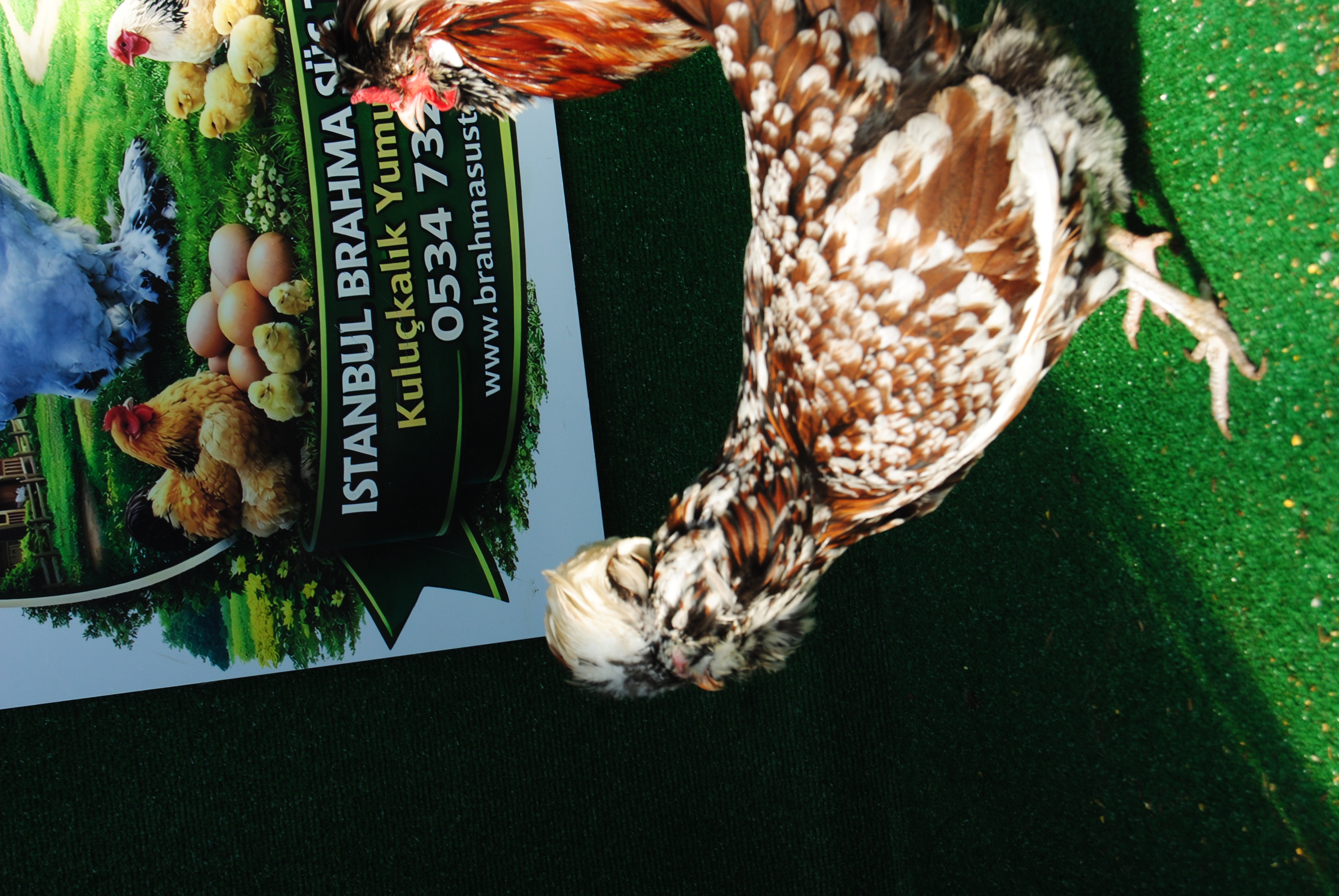 Toulbant Fizan Kuluçkalık Yumurta