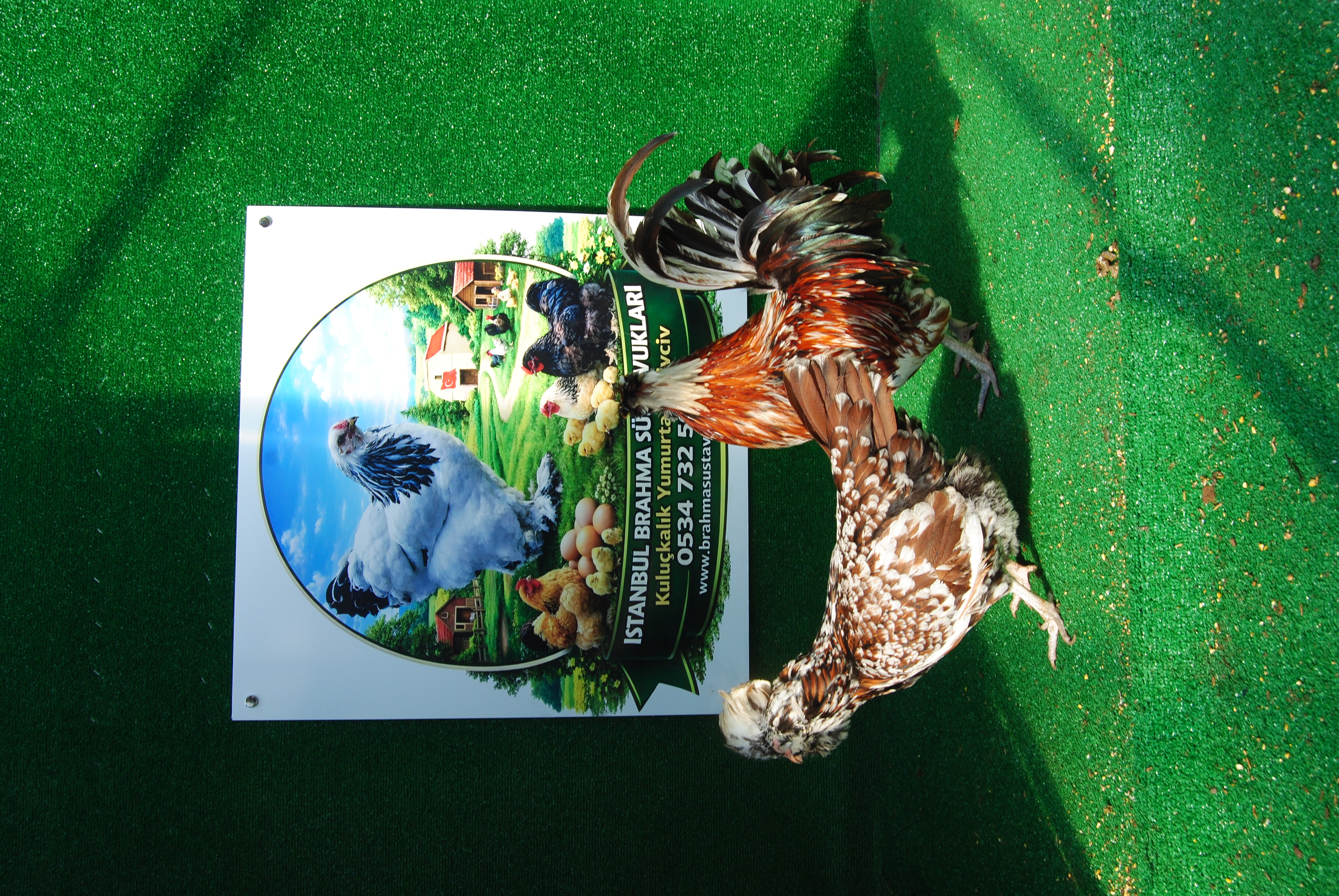 Toulbant Fizan Kuluçkalık Yumurta