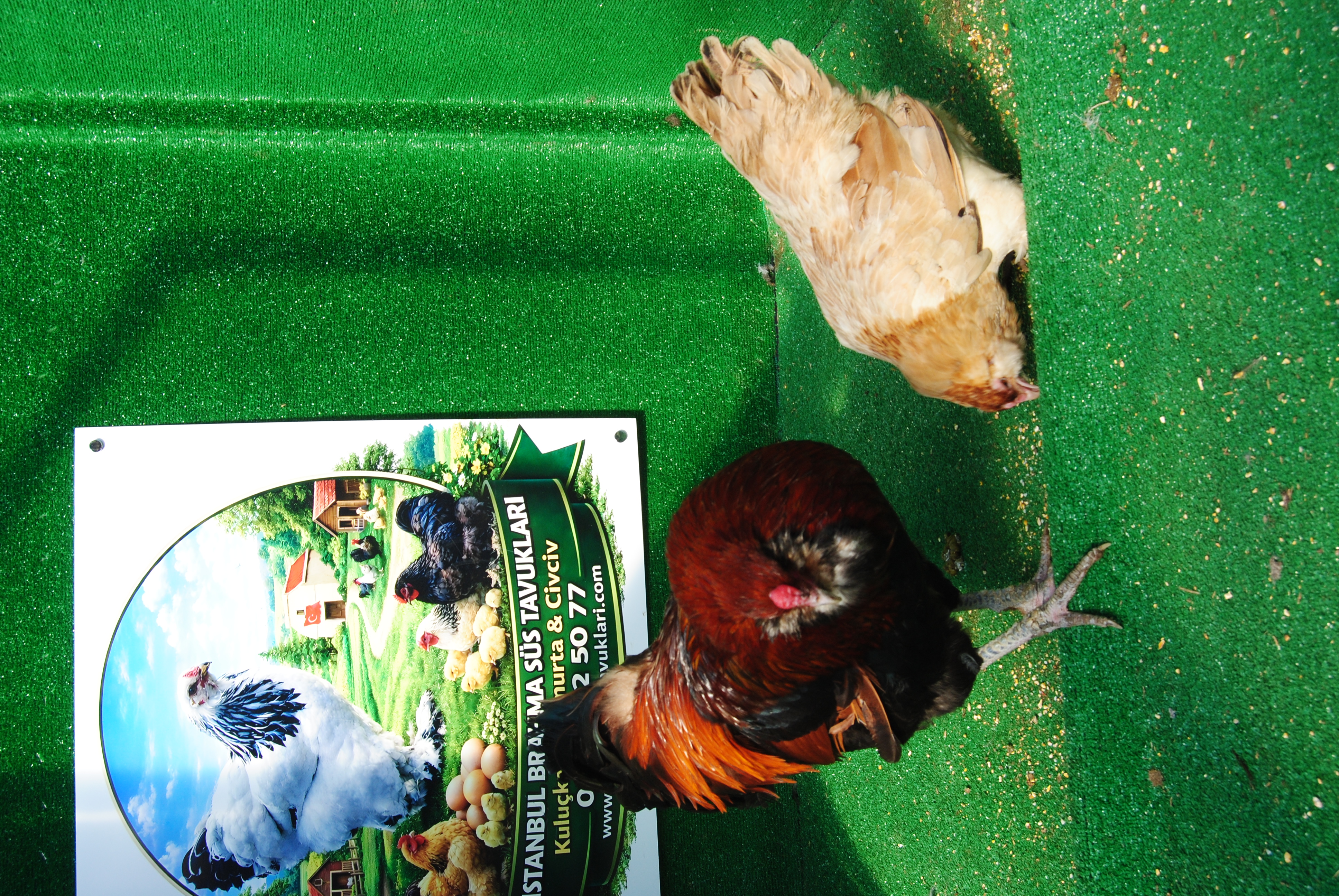 Wheaten Ameraucana Kuluçkalık Yumurta