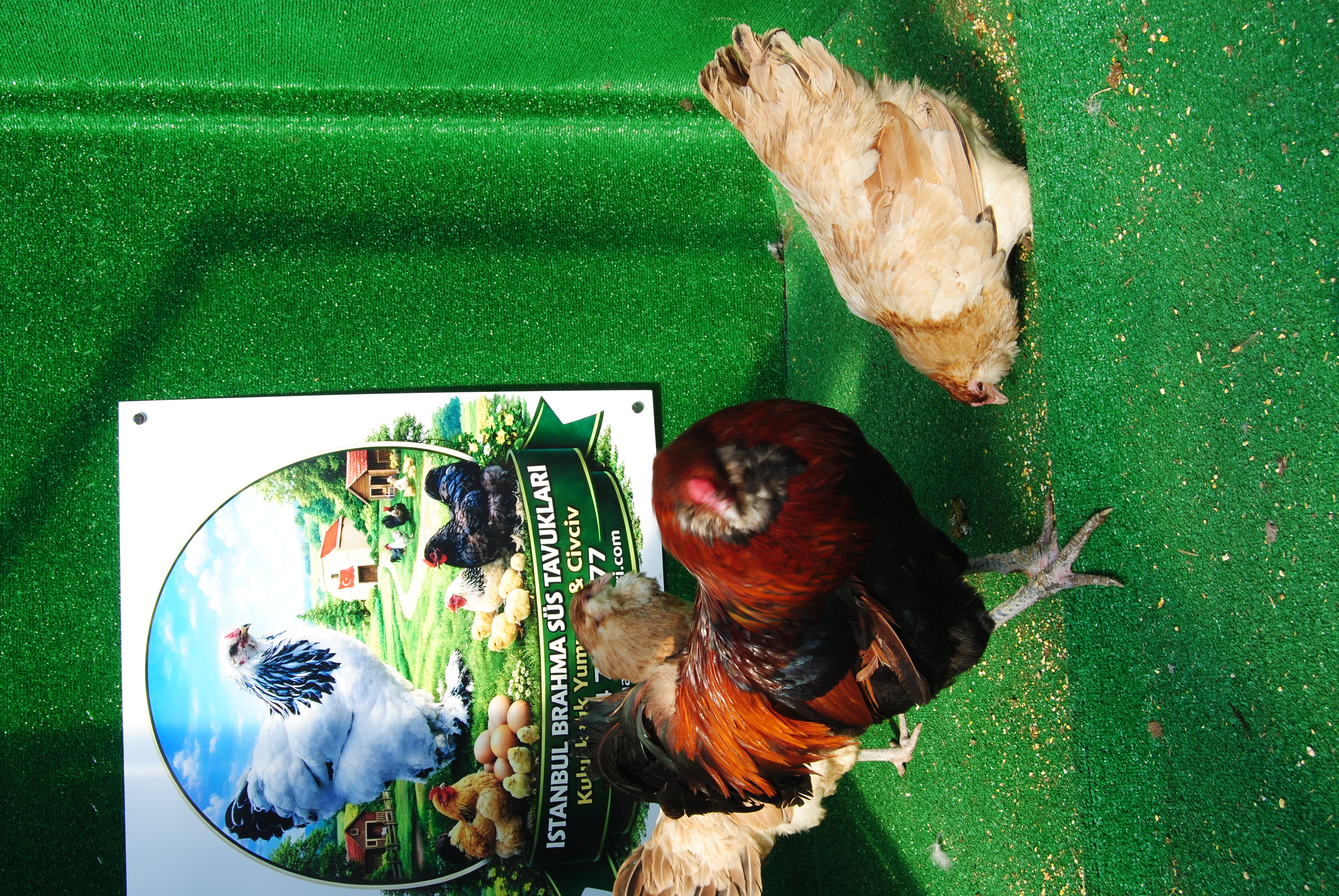 Wheaten Ameraucana Kuluçkalık Yumurta