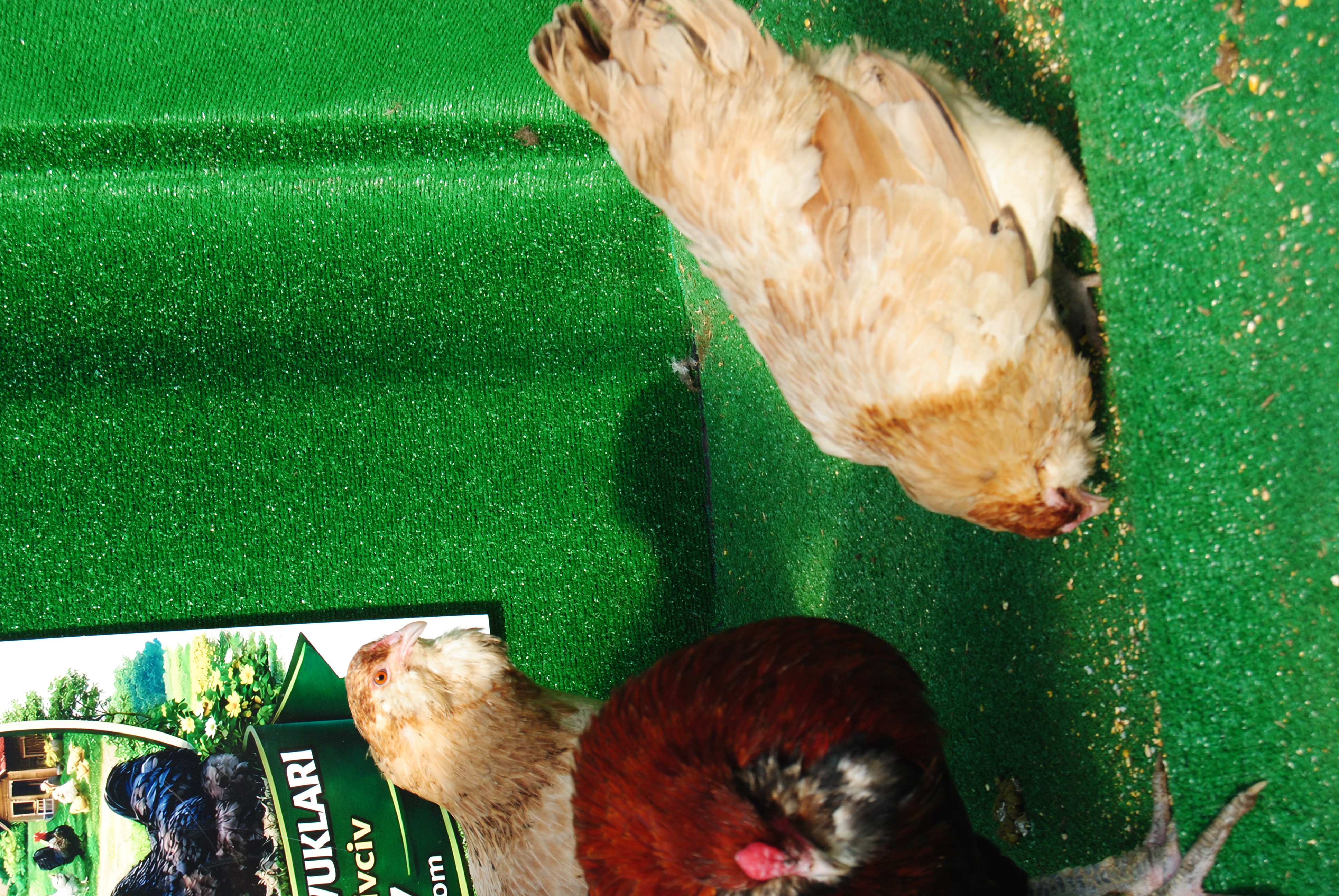 Wheaten Ameraucana Kuluçkalık Yumurta