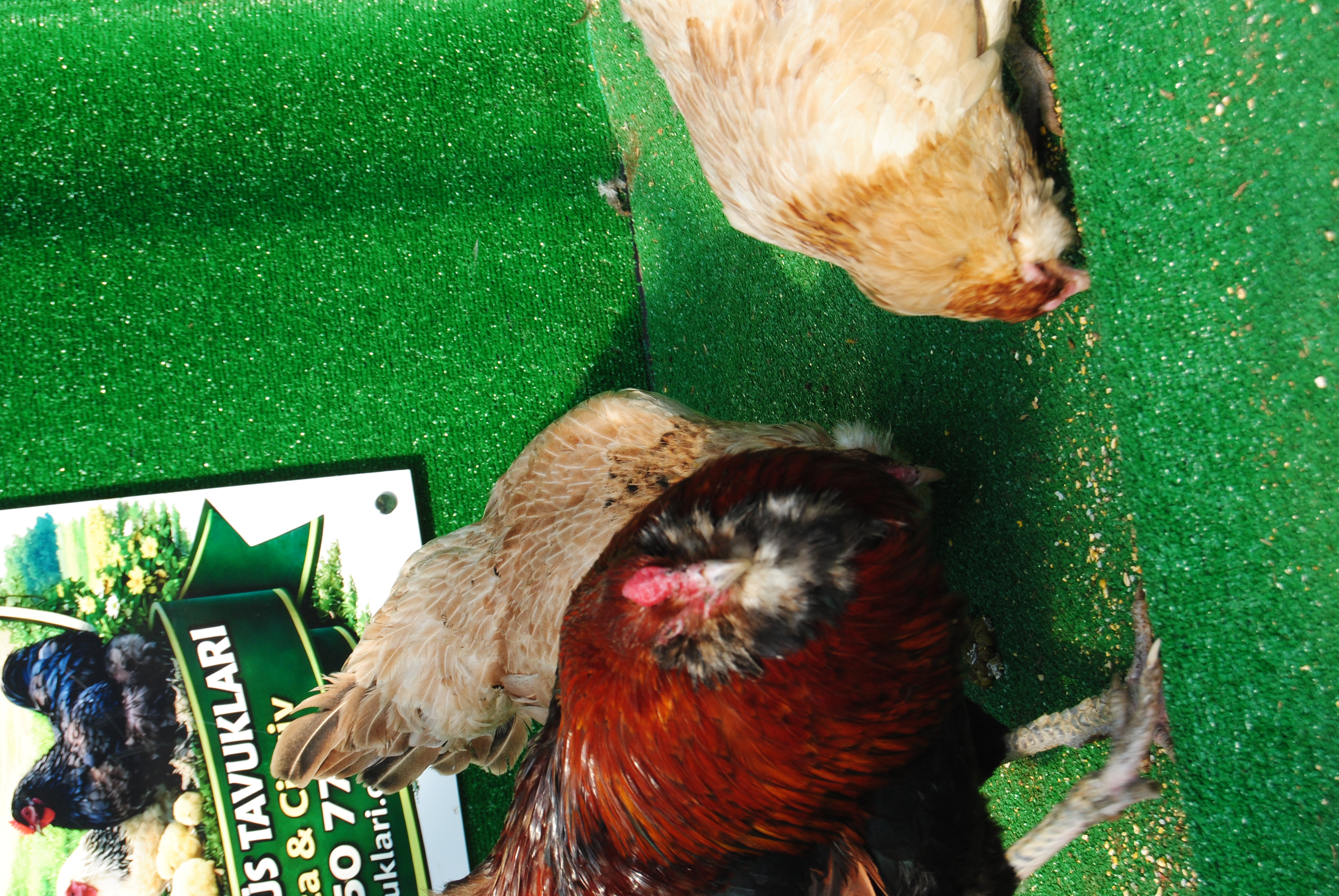 Wheaten Ameraucana Kuluçkalık Yumurta